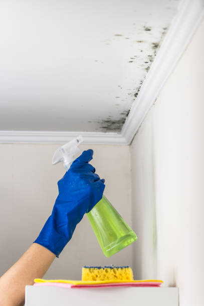 Best Attic Mold Removal  in Maple Plain, MN